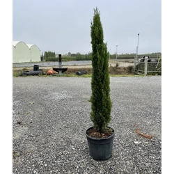 Európai ciprus   CUPRESSUS SEMPERVIRENS TOTEM 100/120 K18