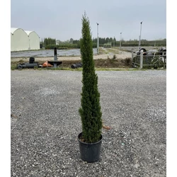 Európai ciprus   CUPRESSUS SEMPERVIRENS TOTEM 120/150 K18/20