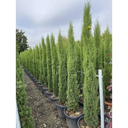Európai ciprus   CUPRESSUS SEMPERVIRENS TOTEM 150/170 K30