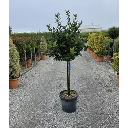 Magyal   ILEX MUTCHAGARA NELLIE R. STEVENS T80 K30
