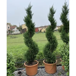 Leyland ciprus   CUPRESSOCYPARIS LEYLANDII PYRAMIDALIS SPIRÁL 200/+ K40