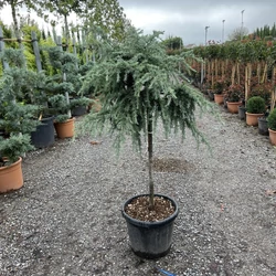 Kék terülő himalájai cédrus CEDRUS DEODARA FEELIN BLUE T80 K25