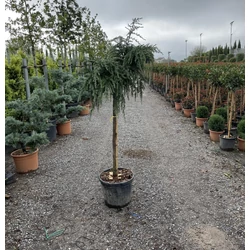 Kék terülő himalájai cédrus CEDRUS DEODARA FEELIN BLUE T120 K30