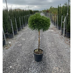 Törpe japán szugifenyő CRYPTOMERIA JAPONICA GLOBOSA NANA T80 K18