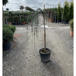 Kék csüngő atlasz cédrus CEDRUS ATLANTICA GLAUCA PENDULA T120 K20
