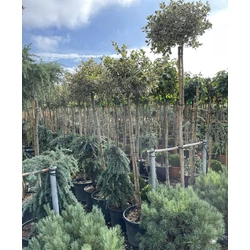 Közönséges magyal   ILEX AQUIFOLIUM ARGENTEOMARGINATA T150 K35