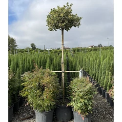 Közönséges magyal   ILEX AQUIFOLIUM ARGENTEOMARGINATA T180 K55