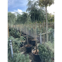 Kék terülő himalájai cédrus CEDRUS DEODARA FEELIN BLUE T180 K35