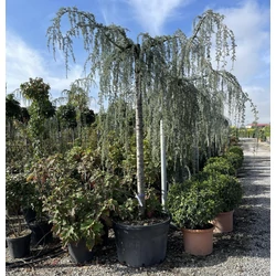 Kék csüngő atlasz cédrus CEDRUS ATLANTICA GLAUCA PENDULA T200 K150/230