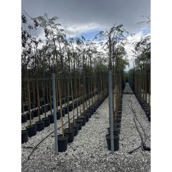 Selyemakác ALBIZIA JULIBRISSIN 6/8 K18