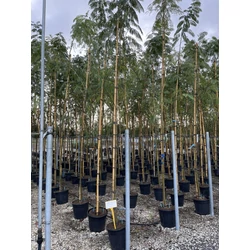 SelyemakácALBIZIA JULIBRISSIN T200 8/10 K25