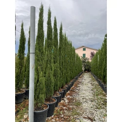 Toszkán ciprus  CUPRESSUS SEMPERVIRENS PYRAMIDALIS 225/250 K35