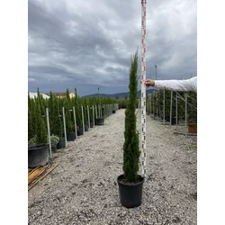 Európai ciprus CUPRESSUS SEMPERVIRENS TOTEM 125/150 K15