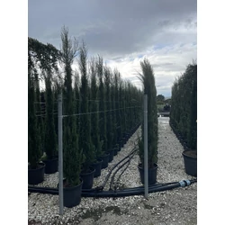 Európai ciprus CUPRESSUS SEMPERVIRENS TOTEM 150/175 K18