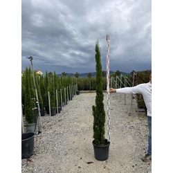 Európai ciprus CUPRESSUS SEMPERVIRENS TOTEM 175/200 K25