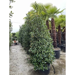 Közönséges magyal ILEX MUTCHAGARA NELLIE R. STEVENS KÚP 180/200 K70