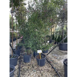 Kínai selyemmirtusz   LAGERSTROEMIA DYNAMITE 150/175 K35