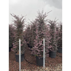 Kínai rojtosvirág   LOROPETALUM CHINENSE BLACK PEARL KÚP 150/175 K35