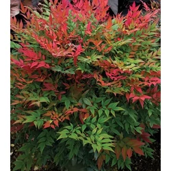 Japán szentfa   NANDINA DOMESTICA 60/+ K9