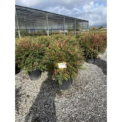 Japán szentfa   NANDINA DOMESTICA OBSESSED 80/100 K30
