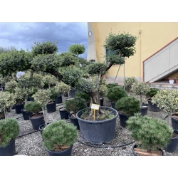 Olajfa    OLEA EUROPAEA POM-PON K230