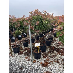 Örökzöld korallberkenye PHOTINIA FRASERI MAGICAL VULCANO T1/2 K18