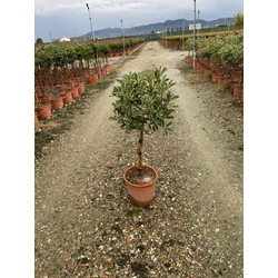 Örökzöld korallberkenye   PHOTINIA FRASERI PINK MARBLE T1/4 K10