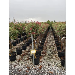 Örökzöld korallberkenye   PHOTINIA FRASERI PINK MARBLE T1/2 K18