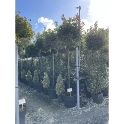 Örökzöld korallberkenye   PHOTINIA FRASERI PINK MARBLE T200 GÖMB 12/14 K70