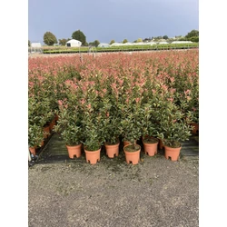 Örökzöld korallberkenye   PHOTINIA FRASERI RED ROBIN 80/+ K9