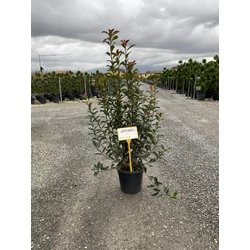 Örökzöld korallberkenye   PHOTINIA FRASERI COMPACTA 80/+ K9