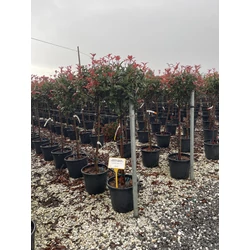 Örökzöld korallberkenye   PHOTINIA FRASERI COMPACTA T1/2 K18