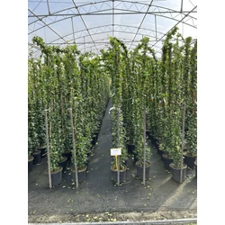 Csillag jázmin  TRACHELOSPERMUM JASMINOIDES 175/200 K9        