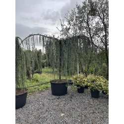 Kék csüngő atlasz cédrus CEDRUS ATLANTICA GLAUCA PENDULA T200 25/30 K375