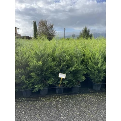 Arany lombú leyland ciprus CUPRESSOCYPARIS LEYLANDII CASTLEWELLAN GOLD 100/125 K9  