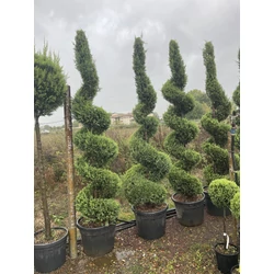 Arany lombú leyland ciprus CUPRESSOCYPARIS LEYLANDII CASTLEWELLAN GOLD SPIRÁL 250/300 K45