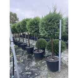 Arany lombú leyland ciprus CUPRESSOCYPARIS LEYLANDII CASTLEWELLAN GOLD T1/2 60/70 GÖMB K35