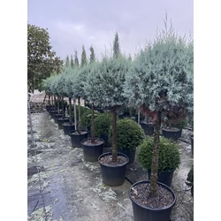 Oszlopos, kék arizoniai ciprus CUPRESSUS ARIZONICA FASTIGIATA T1/2 60/70 GÖMB K35