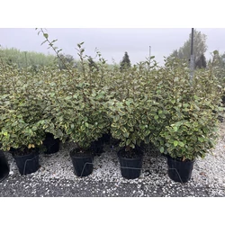 Tarka levelű ezüstfa ELAEAGNUS EBBINGEI GILT EDGE 125/150 K30