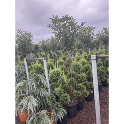 Örökzöld korallberkenye   PHOTINIA FRASERI RED ROBIN T1/2 FONOTT TÖRZS K25