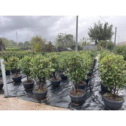 Örökzöld korallberkenye   PHOTINIA FRASERI RED ROBIN TÖBBTÖRZSES 80/100 LAPOS TÁLBAN K25