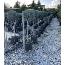 Oszlopos, kék arizoniai ciprusCUPRESSUS ARIZONICA FASTIGIATA T1/2 K25