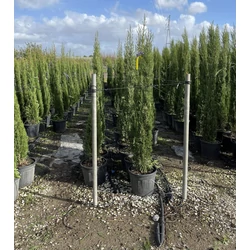Toszkán ciprus   CUPRESSUS SEMPERVIRENS PYRAMIDALIS 150/175 K20