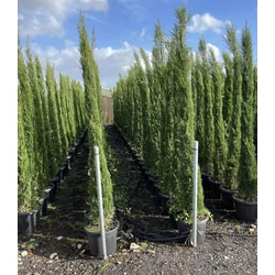 Toszkán ciprus   CUPRESSUS SEMPERVIRENS PYRAMIDALIS 200/250 K25