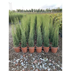 Toszkán ciprus   CUPRESSUS SEMPERVIRENS PYRAMIDALIS 100/+ K9