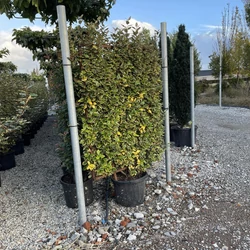 Tarka levelű ezüstfa  ELAEAGNUS EBBINGEI VIVELEG FAL 160x100 K55