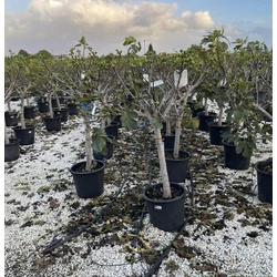 Füge FICUS CARICA T1/2 18/20 K35