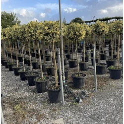 Közönséges magyal   ILEX AQUIFOLIUM ARGENTEOMARGINATA T100 45/50 GÖMB K30