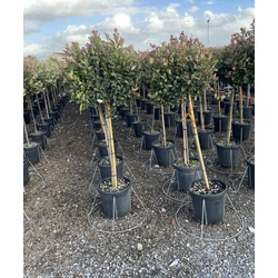 Örökzöld korallberkenye PHOTINIA FRASERI LITTLE RED ROBIN T1/2 50/60 GÖMB K20
