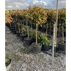Örökzöld korallberkenye PHOTINIA FRASERI RED ROBIN T1/2 50/60 GÖMB K30